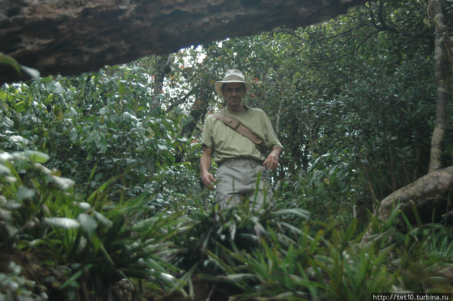 непролазные чащи . непролазные чащи .