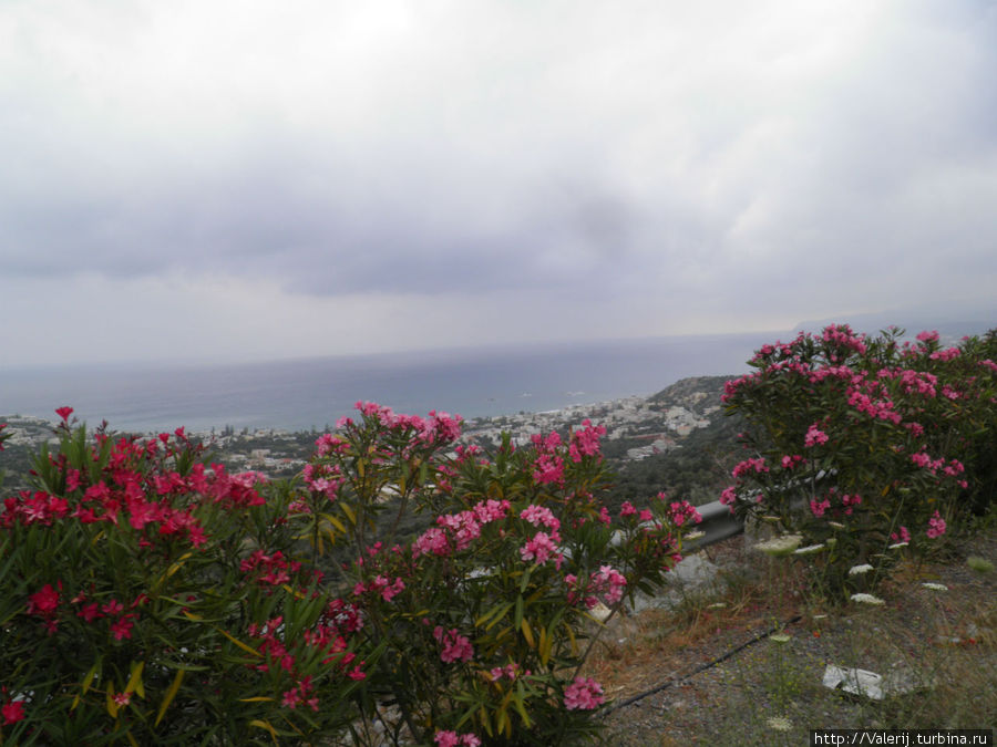 Обочины полыхали алым цветом рододендронов Малия, Греция