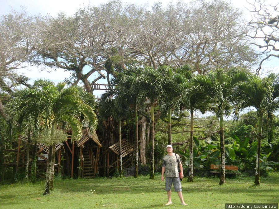 в ботаническом саду (дом на дереве) Остров Сайпан, Марианские острова
