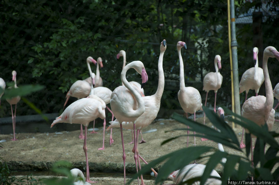 Глава четвёртая: Бангкок. Часть вторая: зоопарк Dusit Zoo Бангкок, Таиланд
