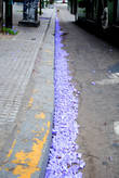 Опавшие цветы в Буэнос-Айресе просто сметают к обочине. Жалко выбрасывать такую красоту