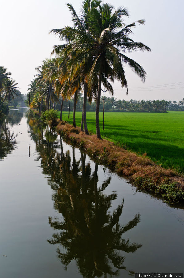Каналы с пальмами Аллеппи, Индия
