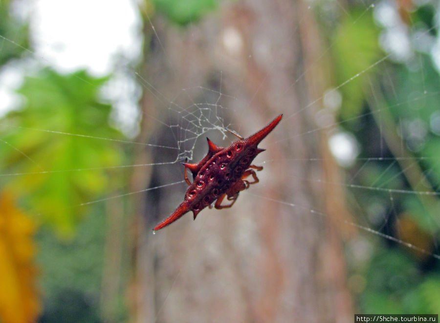Вот такой встретился паук Андасибе, Мадагаскар