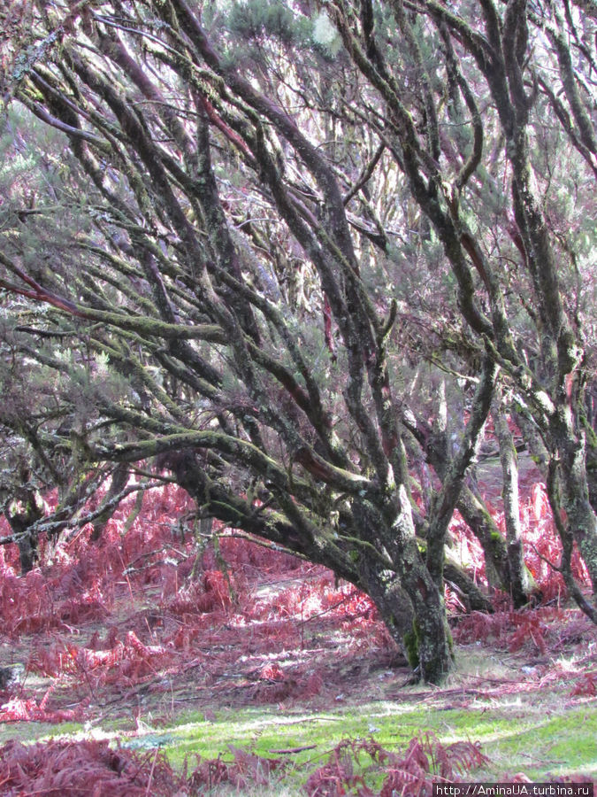 вересковые деревья Фуншал, Португалия