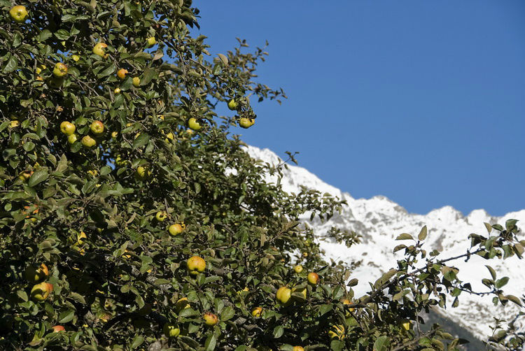 Про Местию и её жителей. Местиа, Грузия Про Местию и её жителей. Местиа, Грузия