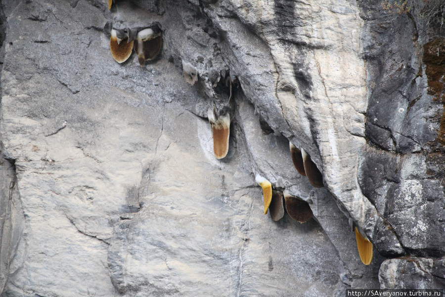 Соты диких пчёл в ущелье реки Дуд Кола Намче-Базар, Непал
