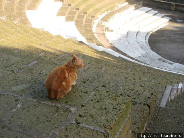 Кот себя явно чувствует как дома — может, тоже потомок помпейских кошек Помпеи, Италия