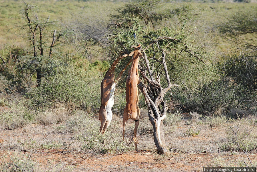 Акуна матата, или даешь сафари! 12.2010 Часть шестая. Тамбуру Национальный Парк, Кения