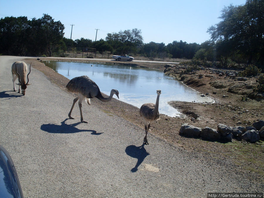 Ранчо диких животных — Wildlife Ranch Natural Bridge Сан-Антонио, CША