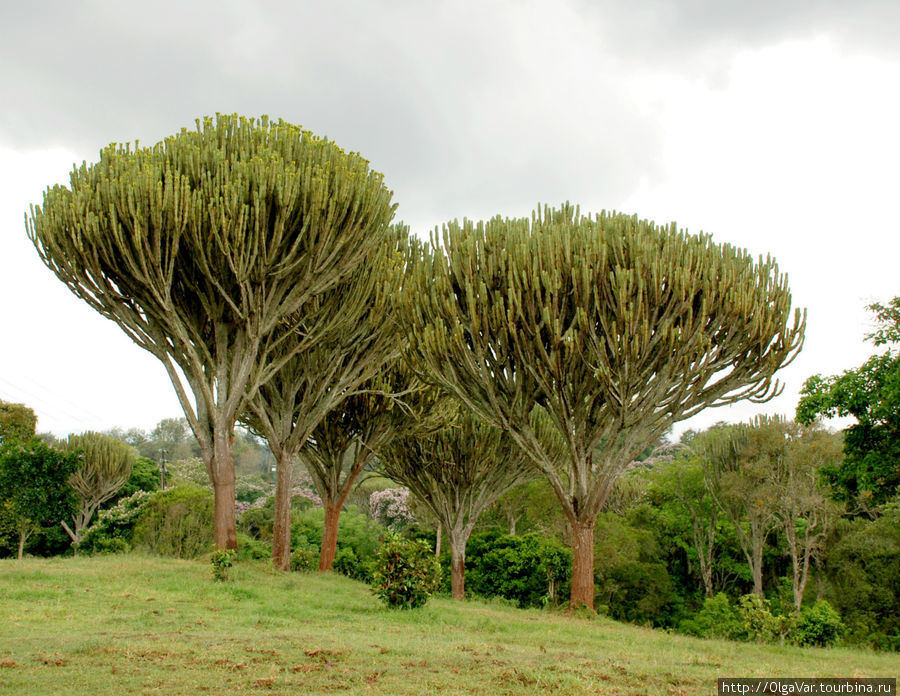 Эти огромные деревья — тоже разновидность кактуса Провинция Рифт-Валли, Кения