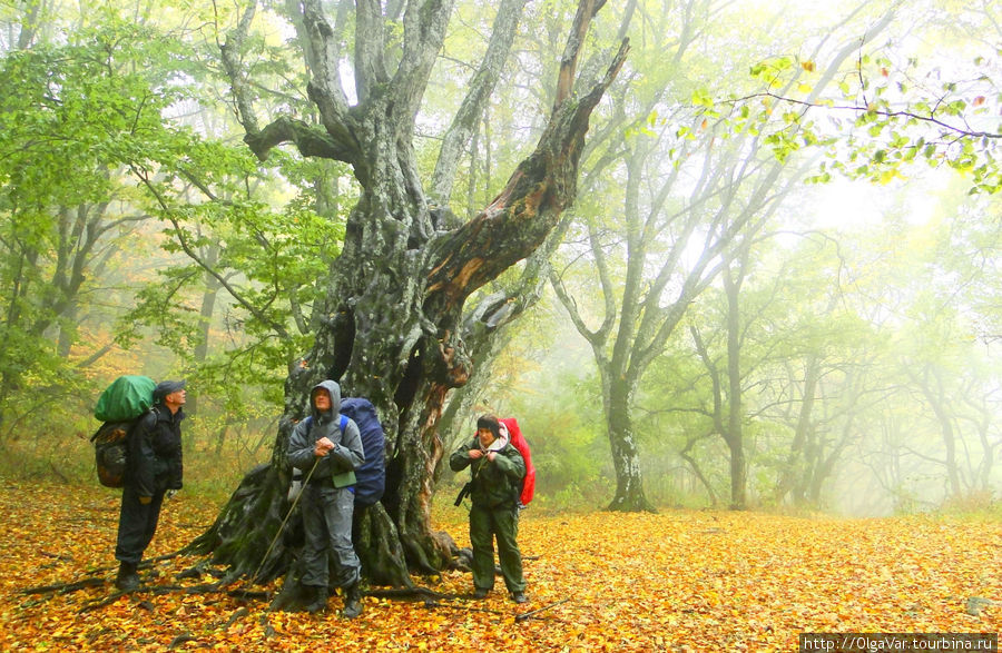 Сказочный лес Алушта, Россия