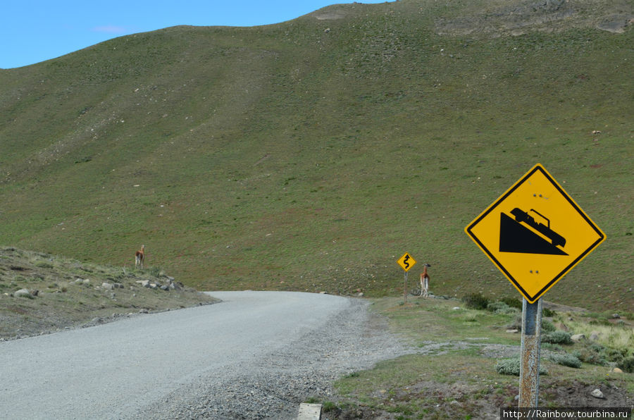 Любят покрасоваться прямо на дороге, может быть что-то извещают, также как и дорожные знаки Национальный парк Торрес-дель-Пайне, Чили