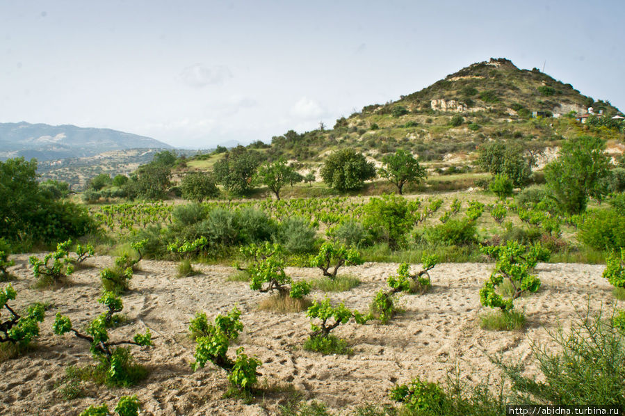 Виноградники на склонах гор Кипр