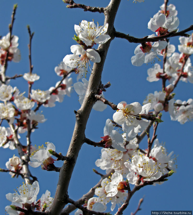 Цветущие абрикосы - наш ответ японцам и их сакуре Рогань, Украина