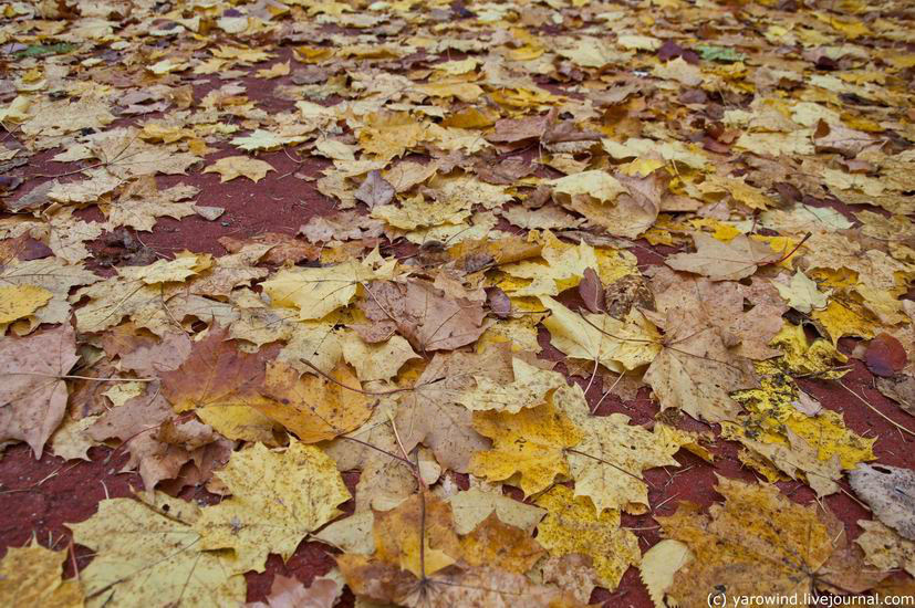 Все усыпано желтыми листьями Горки Ленинские, Россия
