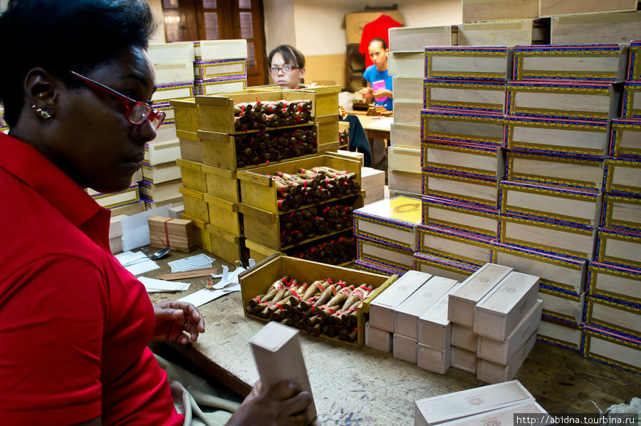 Эта работница упаковывает сигары, которые называются кулебра — это три сигары, переплетенные в косичку Гавана, Куба