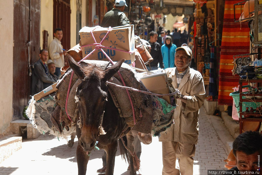 Основное средство передвижения в старой части Феса – это ослы. На них перевозят провиант, одежду, газовые баллоны, в общем, все необходимое для жизнеобеспечения города. Фес, Марокко