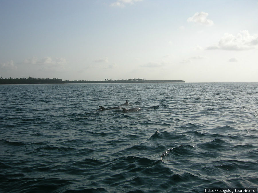 Экскурсия к дельфинам Кизимкази, Танзания