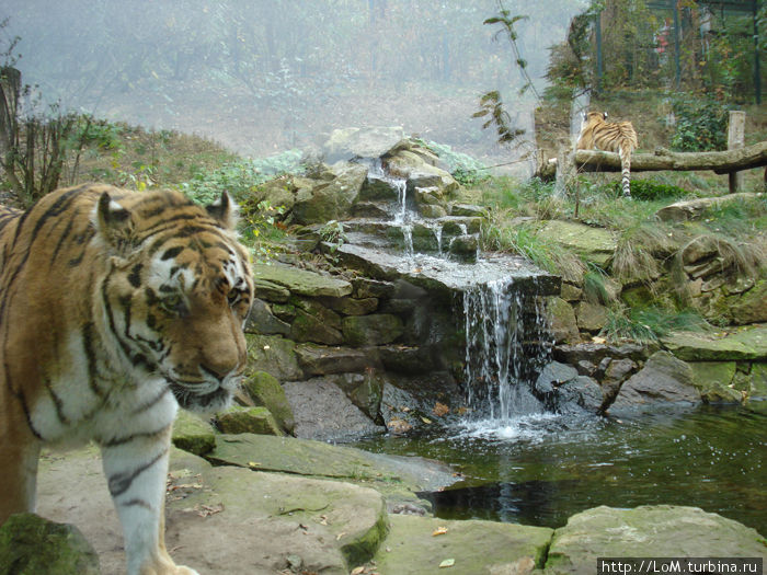 тигр тигр