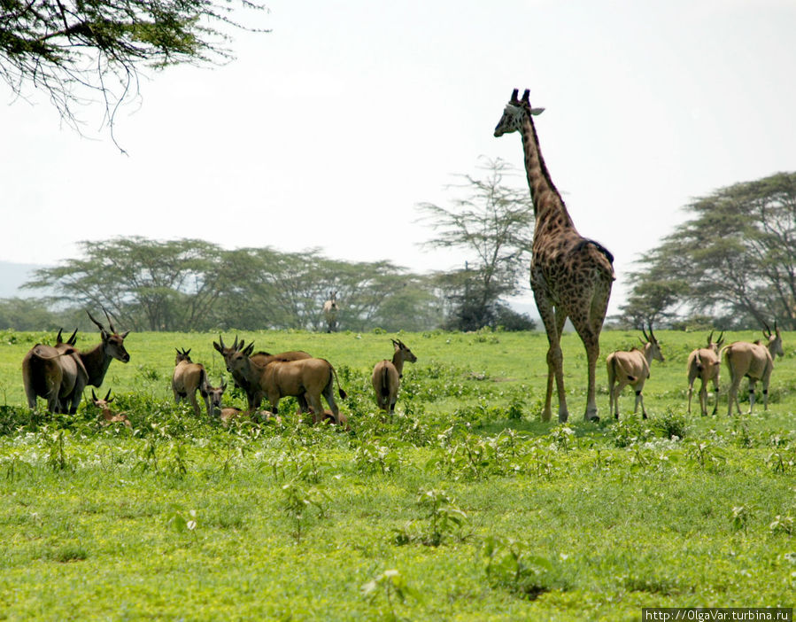 Гулливер и лилипуты Найваша, Кения