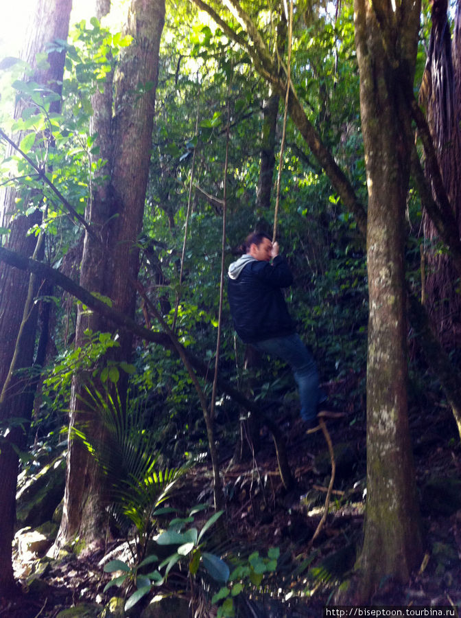 Под водопадом растут джунгли с настоящими лианами Район Нортленд, Новая Зеландия