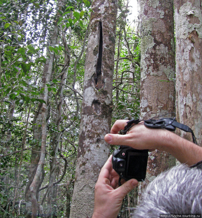Поиски лемуров в дождевом лесу Андасибе. Удачная попытка. Андасибе-Мантадиа Национальный Парк, Мадагаскар
