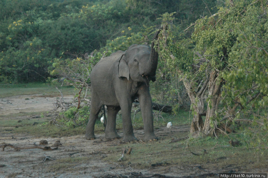 Дикий слон вблизи. Элла, Шри-Ланка