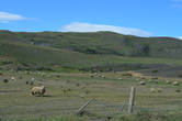 Прямо в парке есть и частные территории, где вот так свободно пасутся овцы