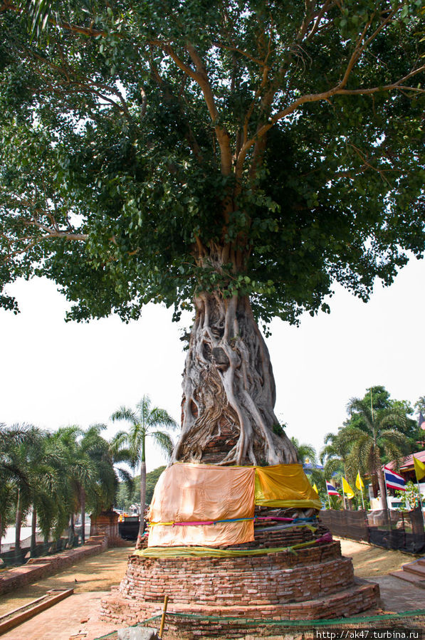 Дерево обвило ступу Аюттхая, Таиланд