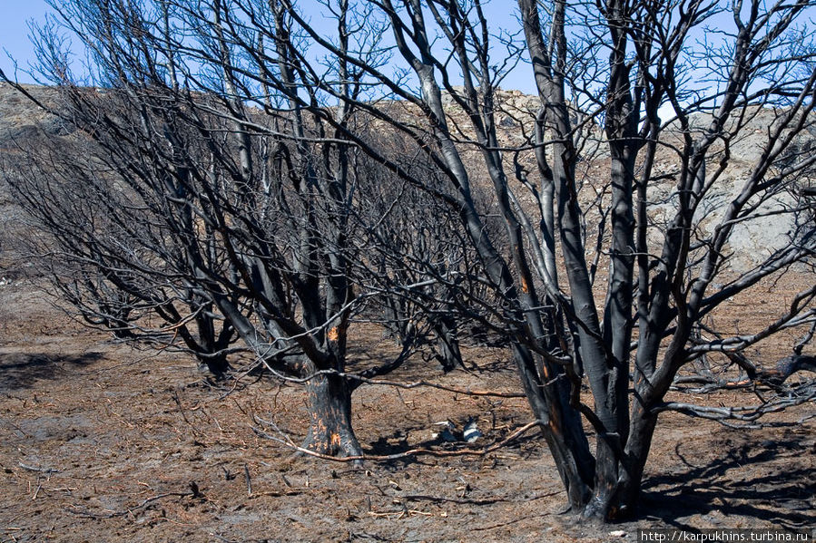 Патагония. Пожар в Торрес дель Пайне Национальный парк Торрес-дель-Пайне, Чили