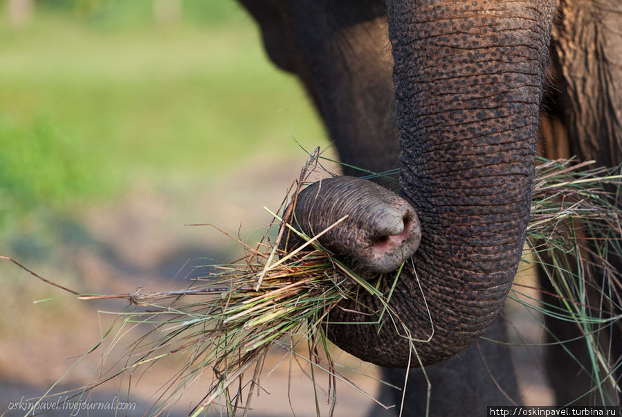 Слон мне делал реверанс, а я ему - поклон... Читван Национальный Парк, Непал