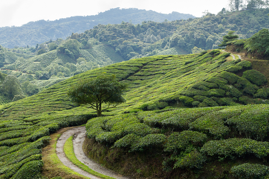 Чайные плантации Boh Sungei Palas, Камерон Хайлендс