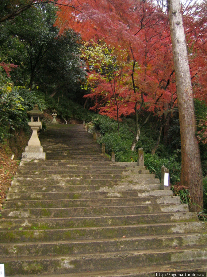 Первые фото сделаны вечером. Момидзи уже начали сбрасывать листву. Начало подъёма к входу в храм со стороны дороги. Инуяма, Япония