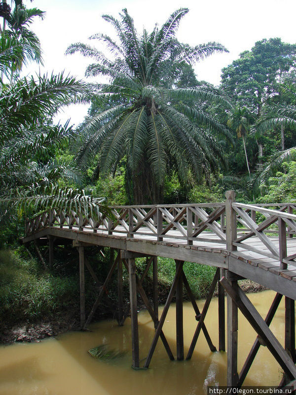 Три гектара джунглей с известными миру пещерами Мири, Малайзия