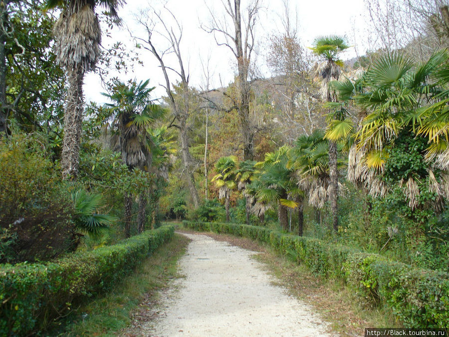 Старый парк в Старой Гагре Гагра, Абхазия