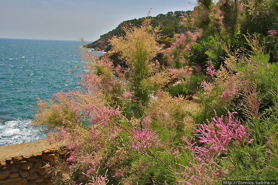 не знаю, как называются эти замечательные лиловые пушистики, но их в это время года (июнь) на побережье очень много... лило-лила-лило-лила-лило-лила-лилэ... Са-Риера, Испания