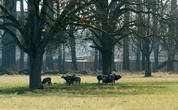 Горные козлы и олени свободно гуляют по парку.