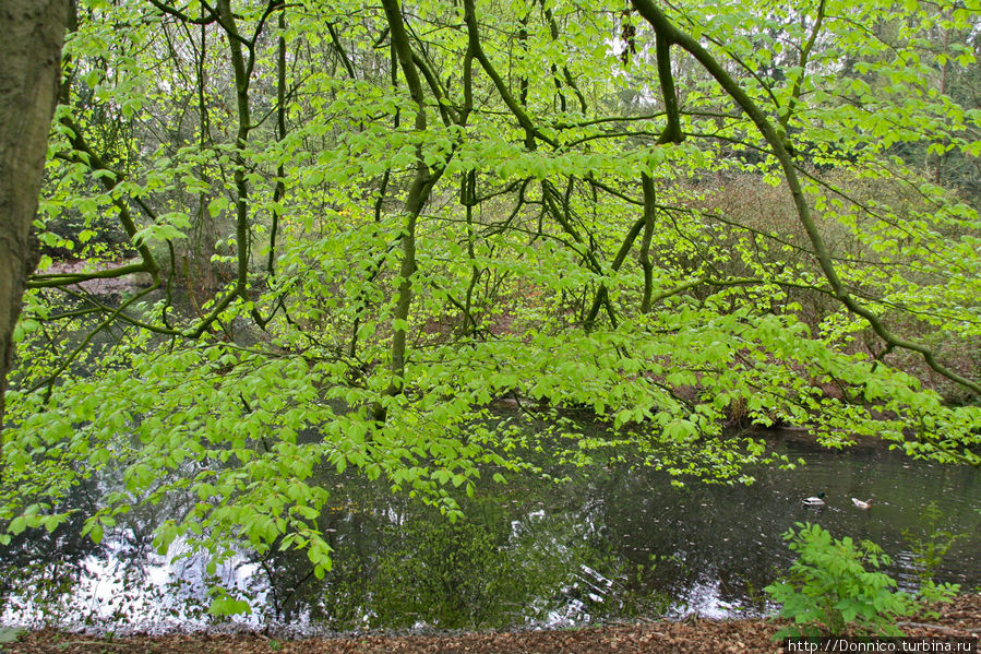 Рододенбремен! Бремен, Германия Рододенбремен! Бремен, Германия