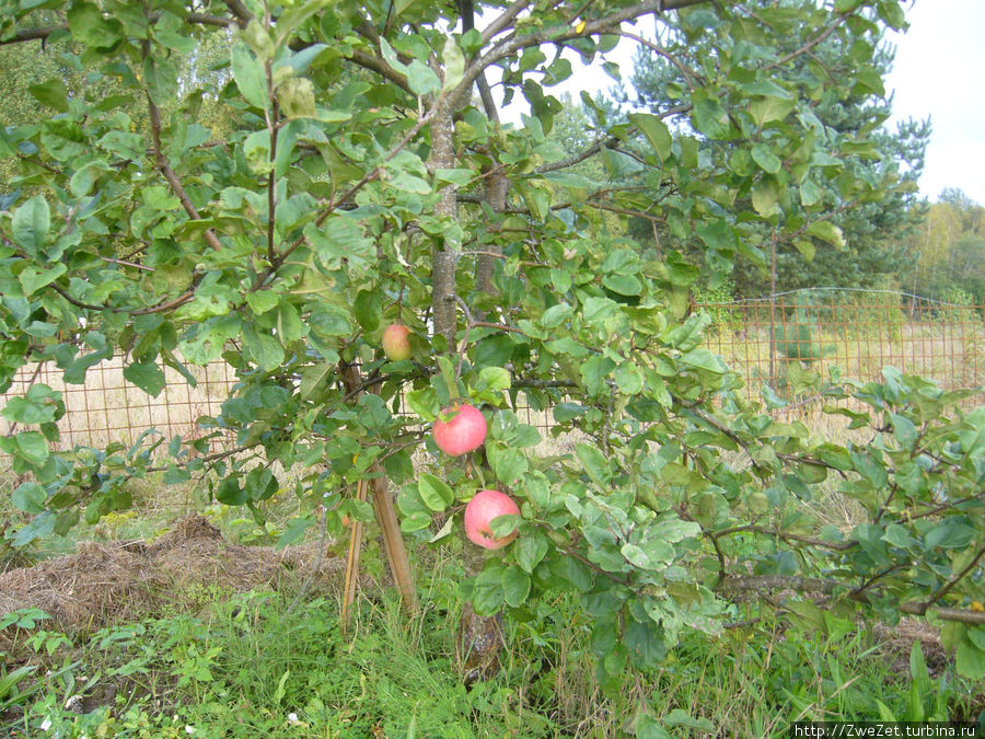 яблоки, но не на снегу Гдов, Россия