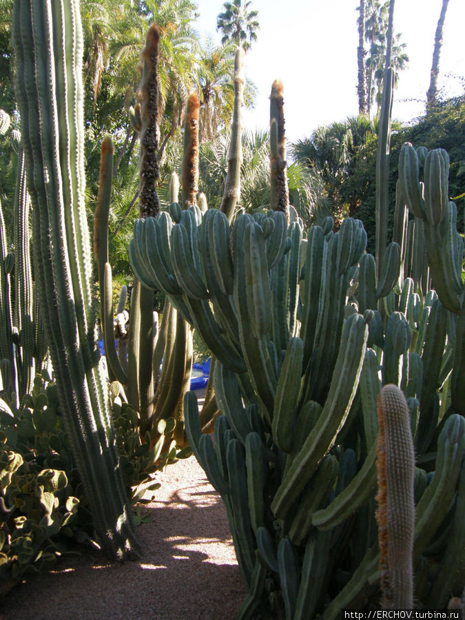 Сад  Мажорелли Марракеш, Марокко