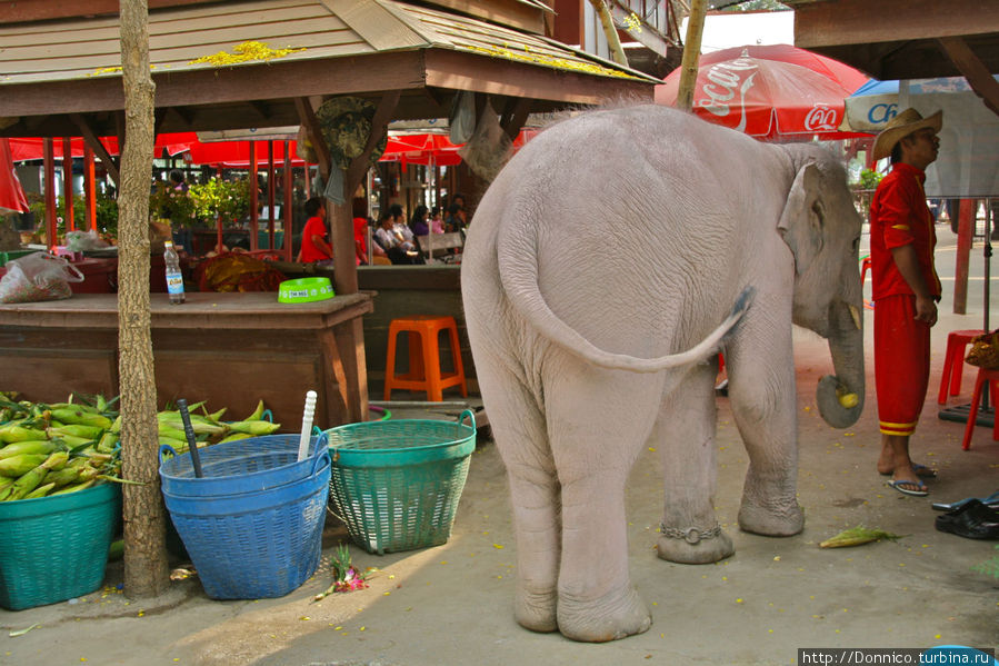 Слоновья Фирма Аюттхая, Таиланд