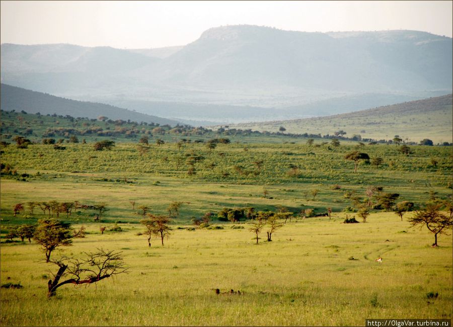 Днем саванна покрывается сизоватой дымкой... Масаи-Мара Национальный Парк, Кения