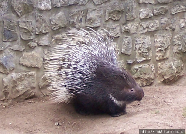 дикобраз дикобраз