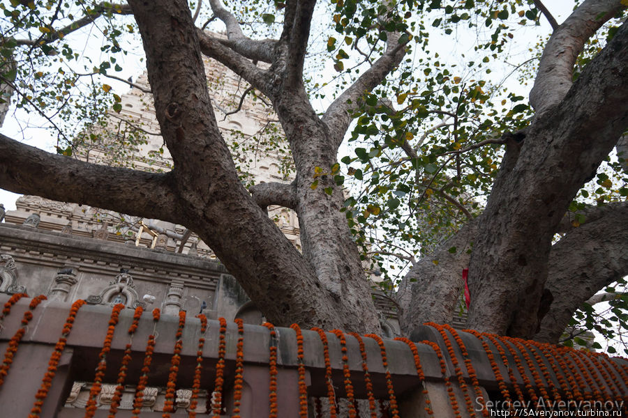 Дерево Бодхи Бодх-Гая, Индия