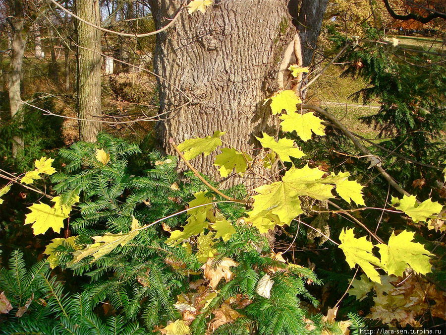 Червена Лгота Червена Лгота