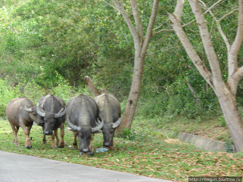 Вдоль дороги на окраине Кота-Кинабалу можно увидеть мулов Кота-Кинабалу, Малайзия