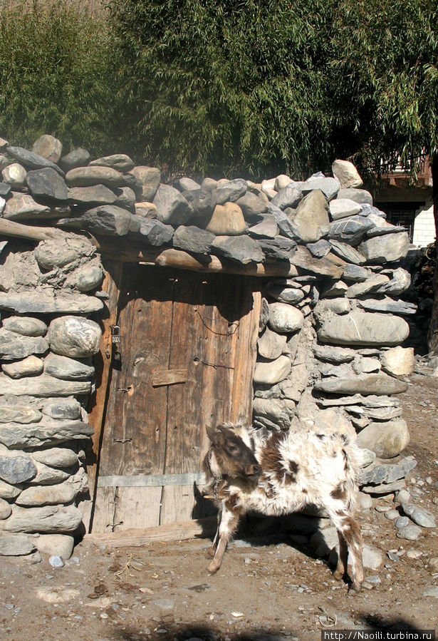 Домашний скот возвращается домой Кагбени, Непал