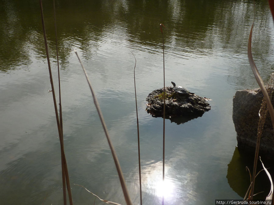 Черепаха греется на камне Хьюстон, CША