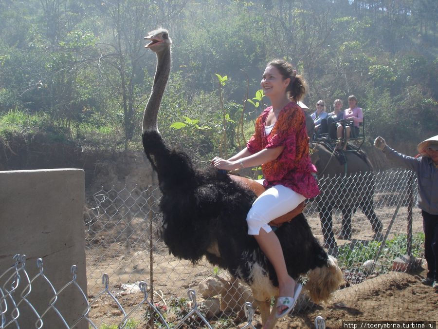 Такого развлечения — катание на страусе — не видела ни в одной стране, поэтому обязательно попробовала :) Почти ка на лошади, только неуправляемое средство передвижения :) Фантхиет, Вьетнам