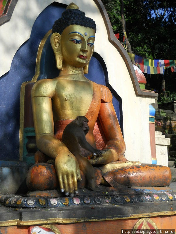Жил-да-был добрый Будда — большой друг обезьян.